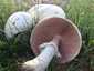 Nagyspórás csiperke (Agaricus crocodilinus), Budai-hegység